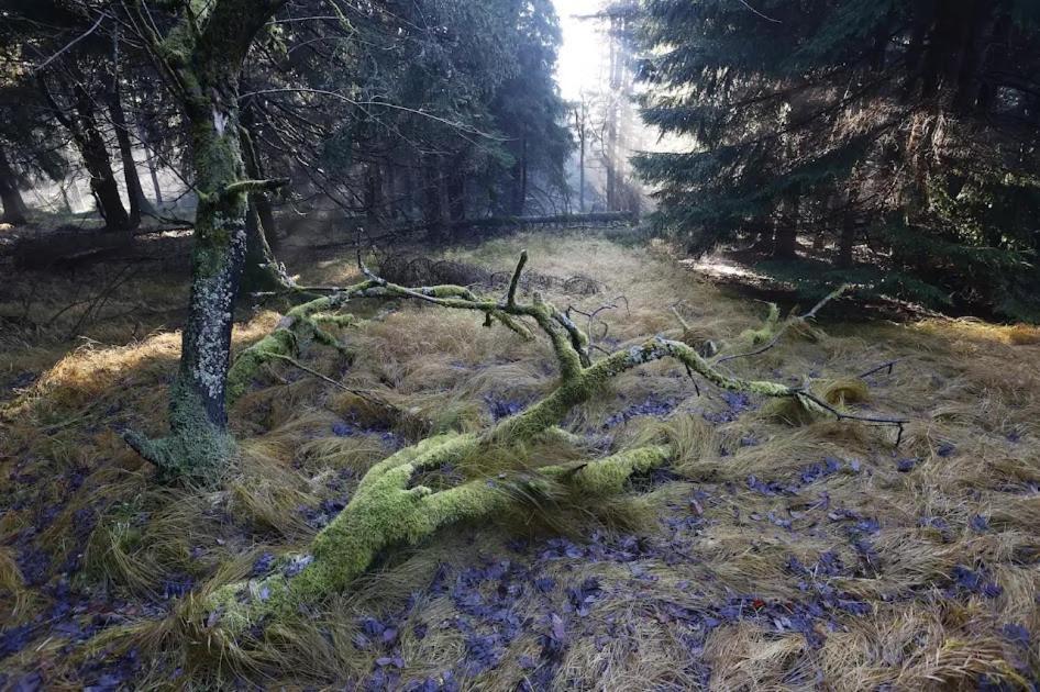 Wellness Pension Iveta Žacléř Екстериор снимка